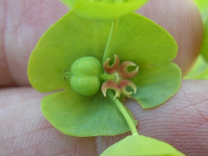 Euphorbia amygdaloides